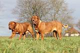 DOGUE DE BORDEAUX 144